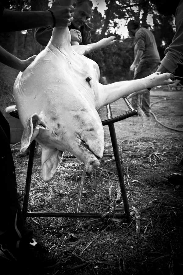 El Cerdo © by matheu.es